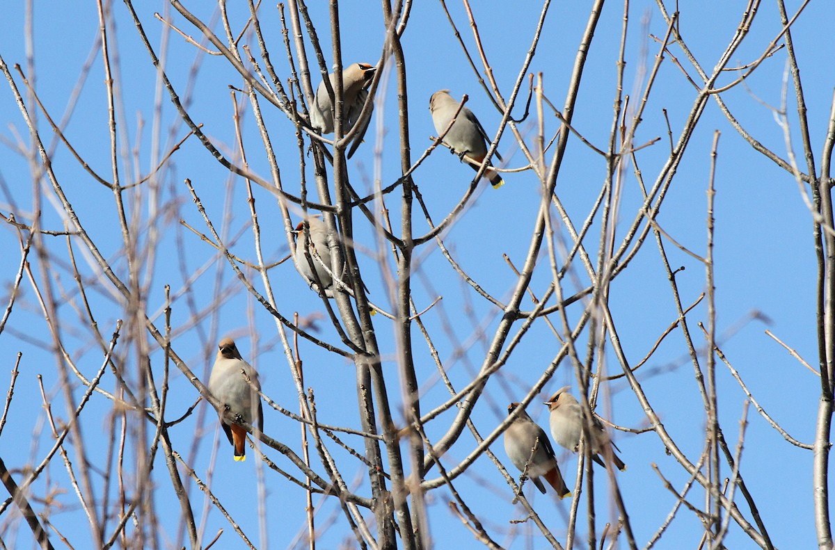 Ampelis Europeo - ML652558590