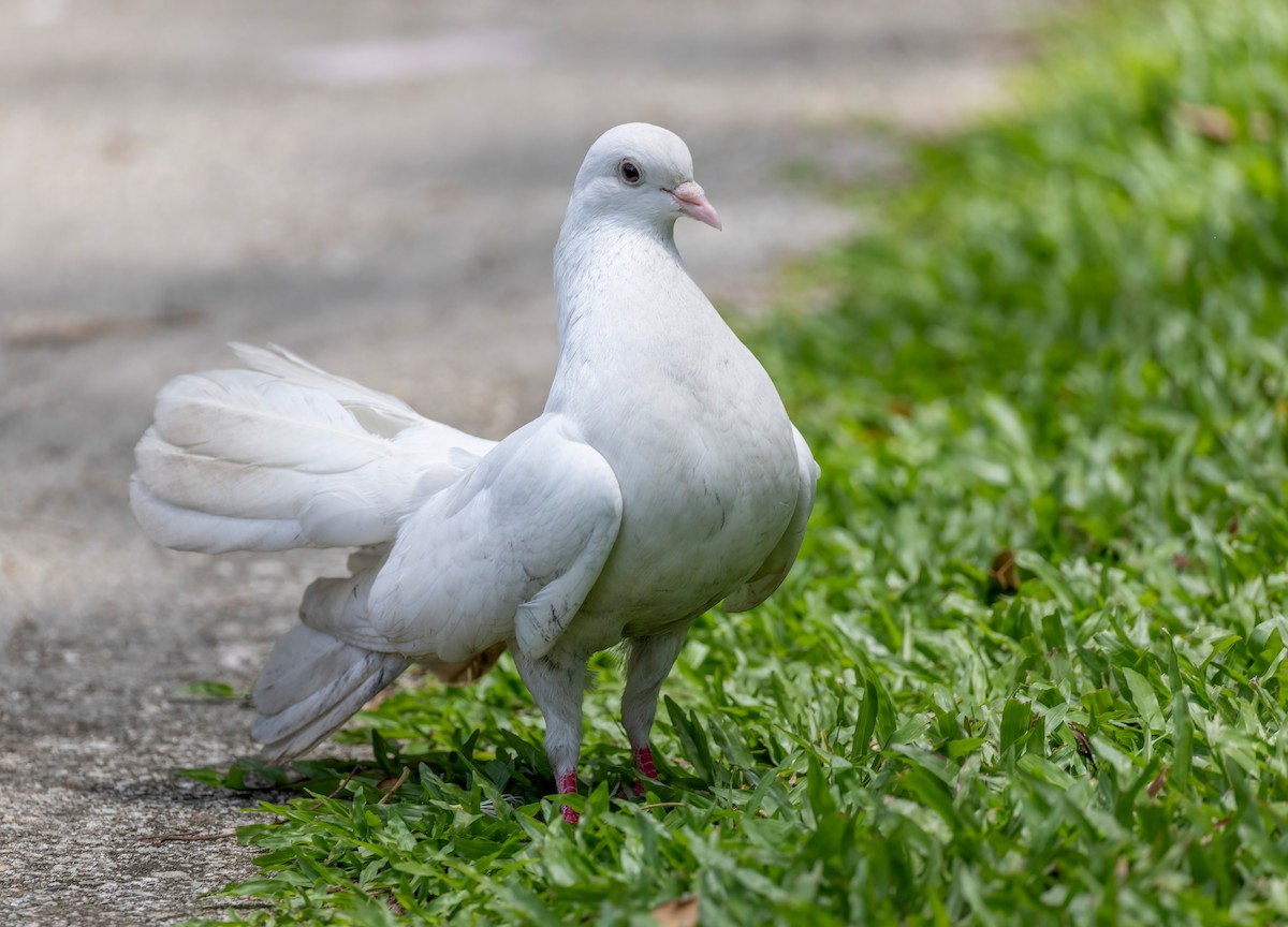 Rock Pigeon (Feral Pigeon) - ML652558598