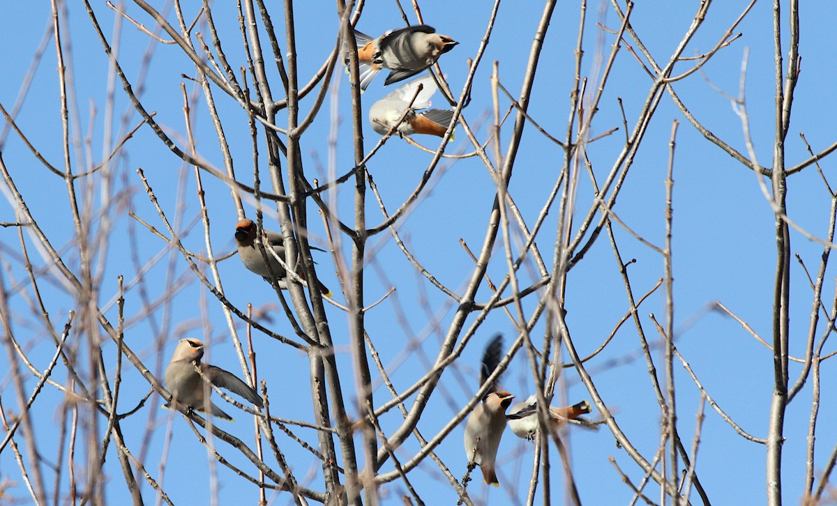 Ampelis Europeo - ML652558621