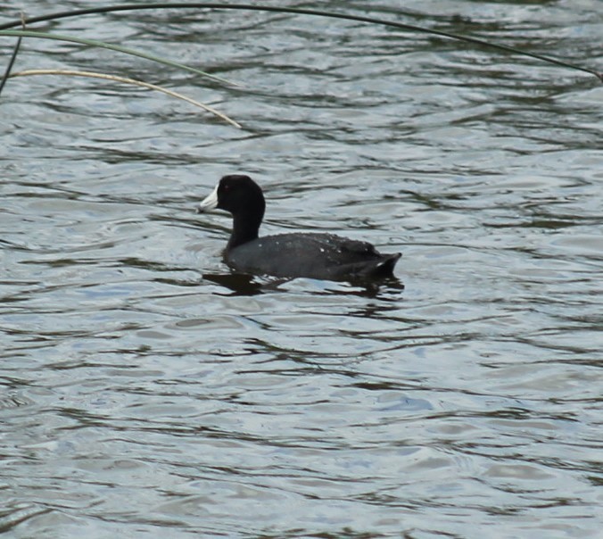 アメリカオオバン - ML652558766