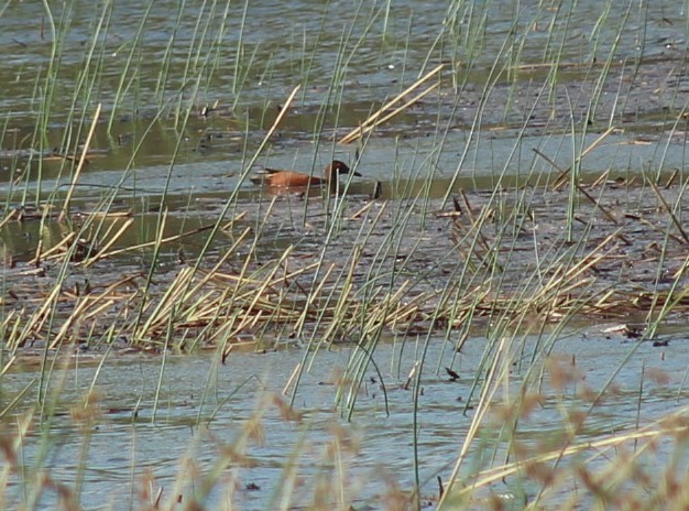 アカシマアジ - ML652558832