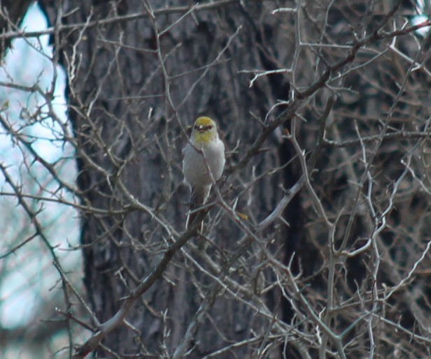 アメリカツリスガラ - ML652558932