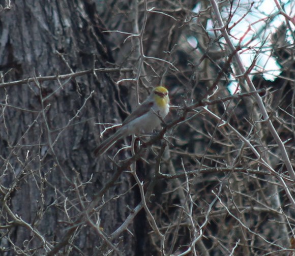 アメリカツリスガラ - ML652558934