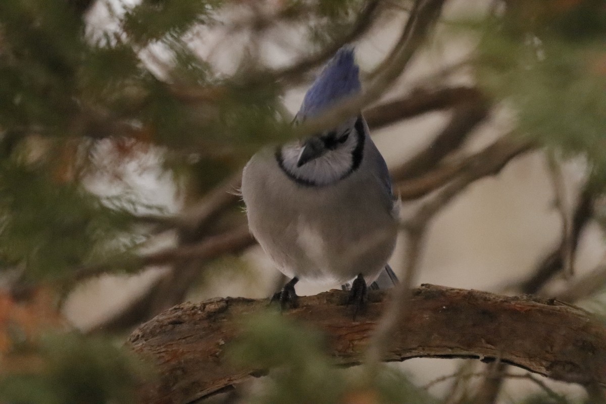 Blue Jay - ML652558958