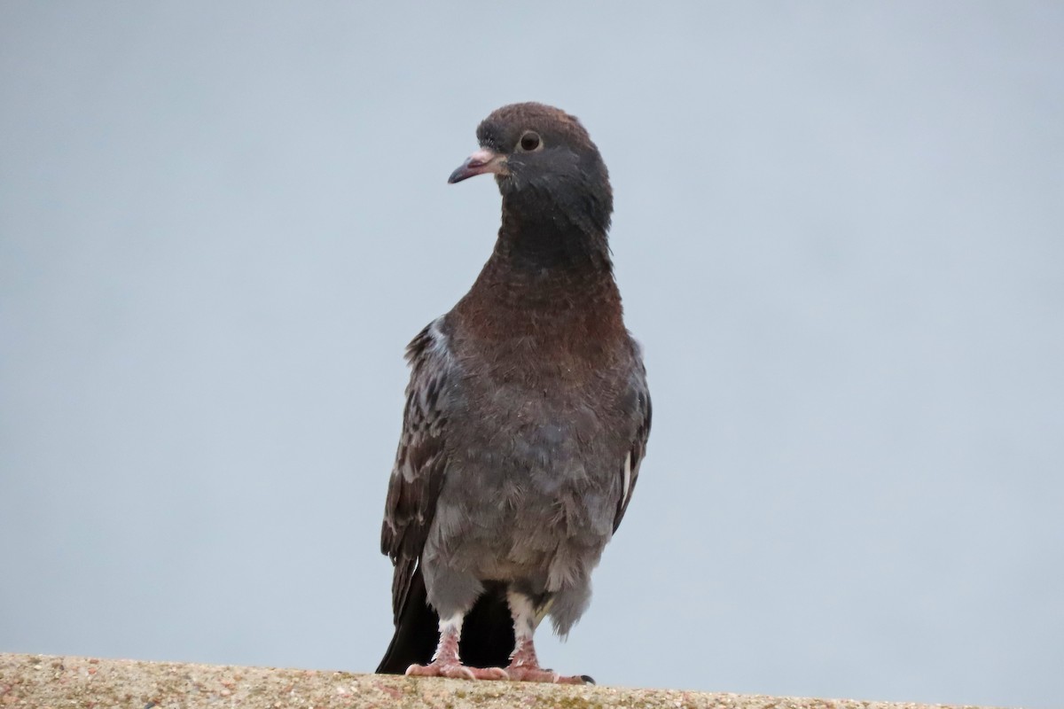 Rock Pigeon (Feral Pigeon) - ML652559009