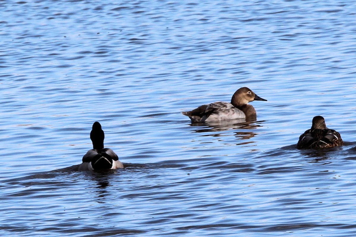 Murgilari bizkarzuria - ML652559089