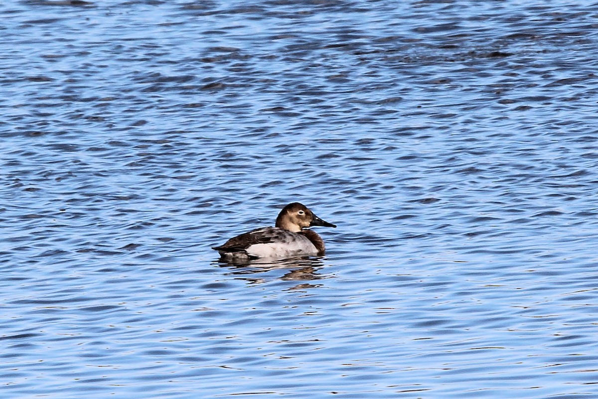 Murgilari bizkarzuria - ML652559109