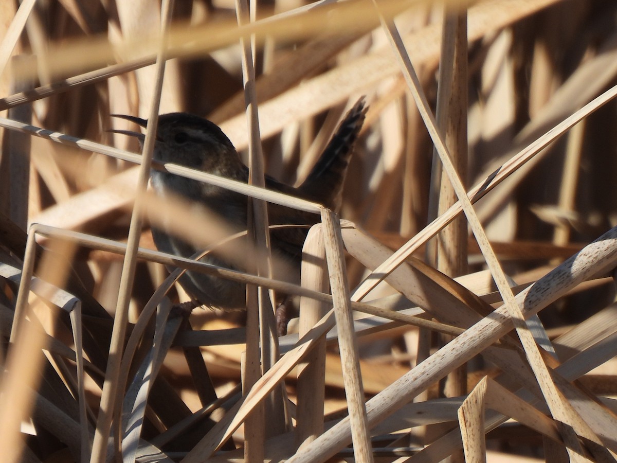 Bataklık Çıtkuşu - ML652559122