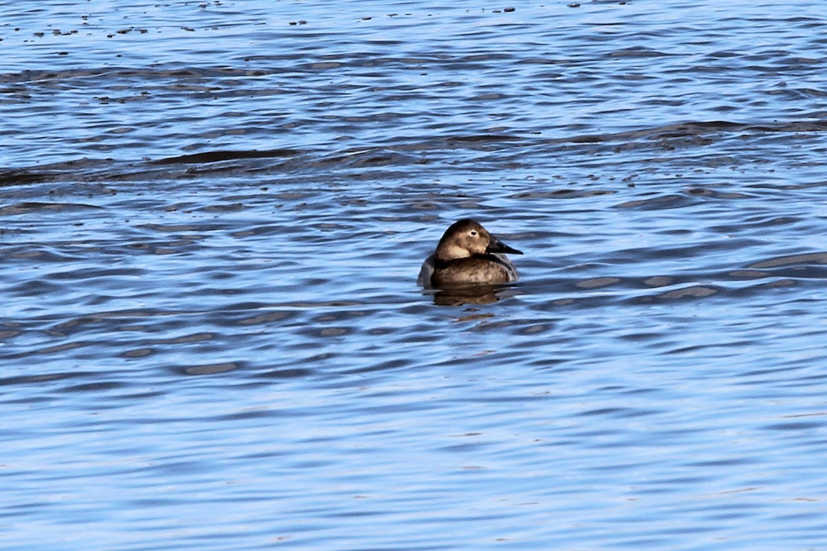 Murgilari bizkarzuria - ML652559130