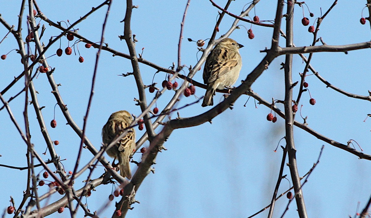 Gorrión Común - ML652559565