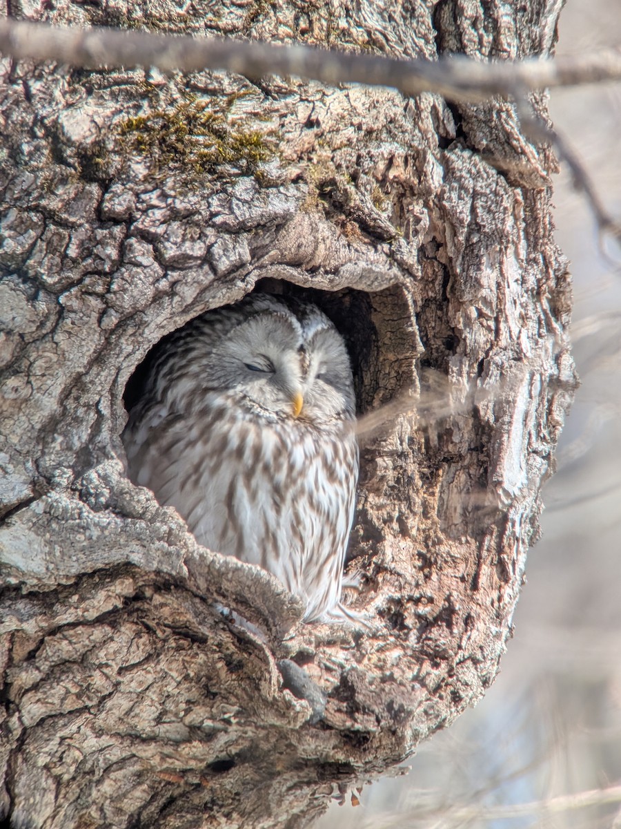 Habichtskauz [uralensis-Gruppe] - ML652559688