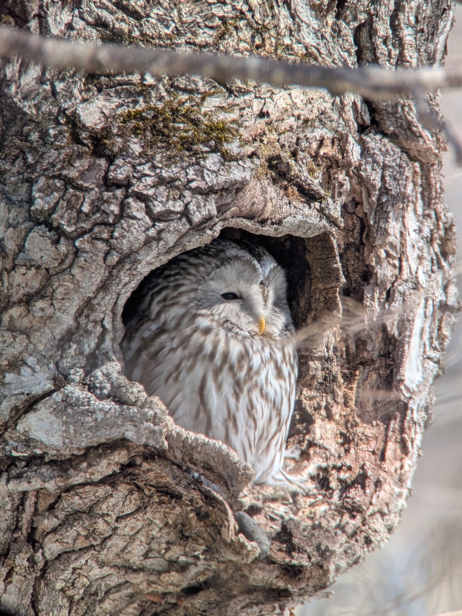 Habichtskauz [uralensis-Gruppe] - ML652559689