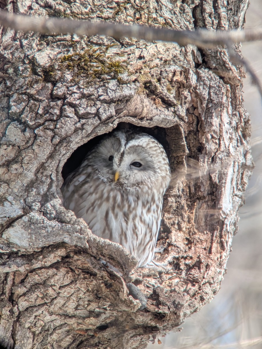 Habichtskauz [uralensis-Gruppe] - ML652559690