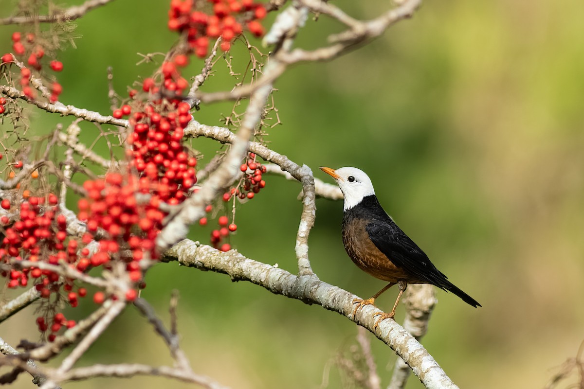 Tayvan Ardıcı - ML652559770