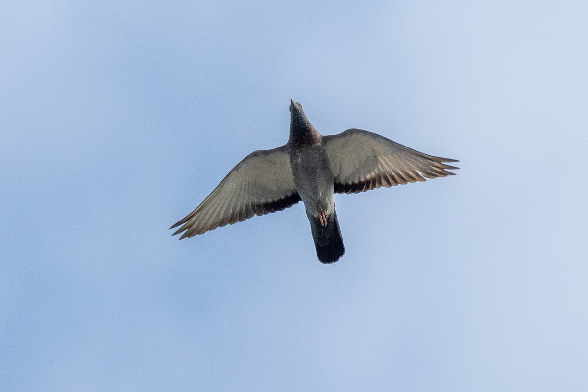 Rock Pigeon (Feral Pigeon) - ML652559934