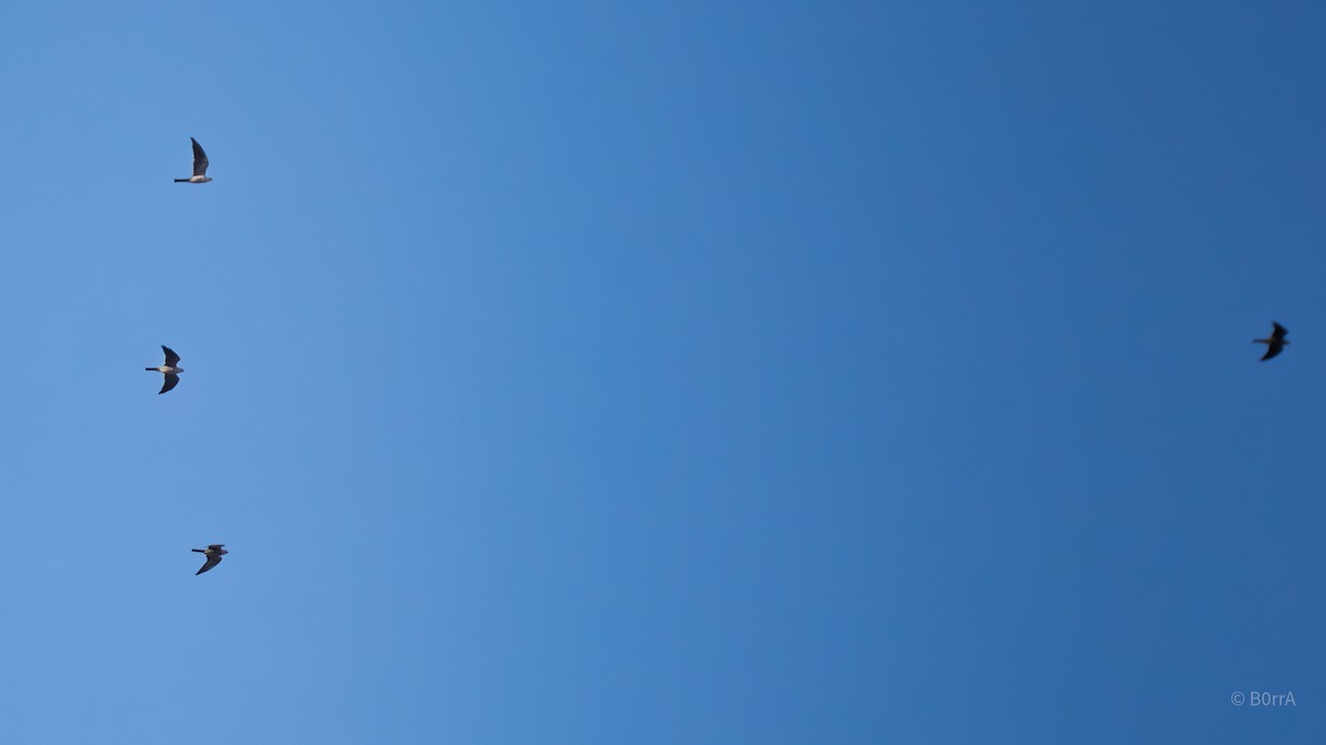 Milan du Mississippi - ML652560226