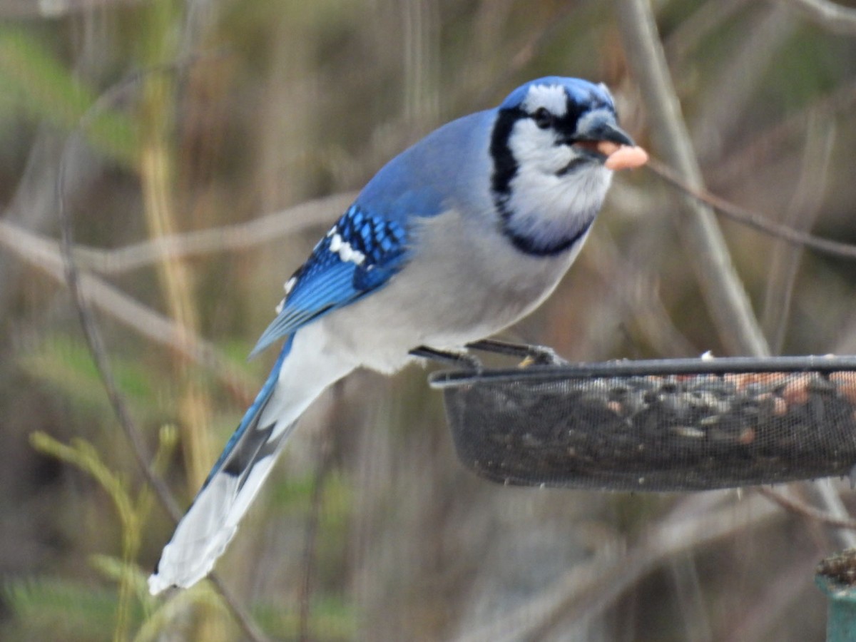 Blue Jay - ML652560303