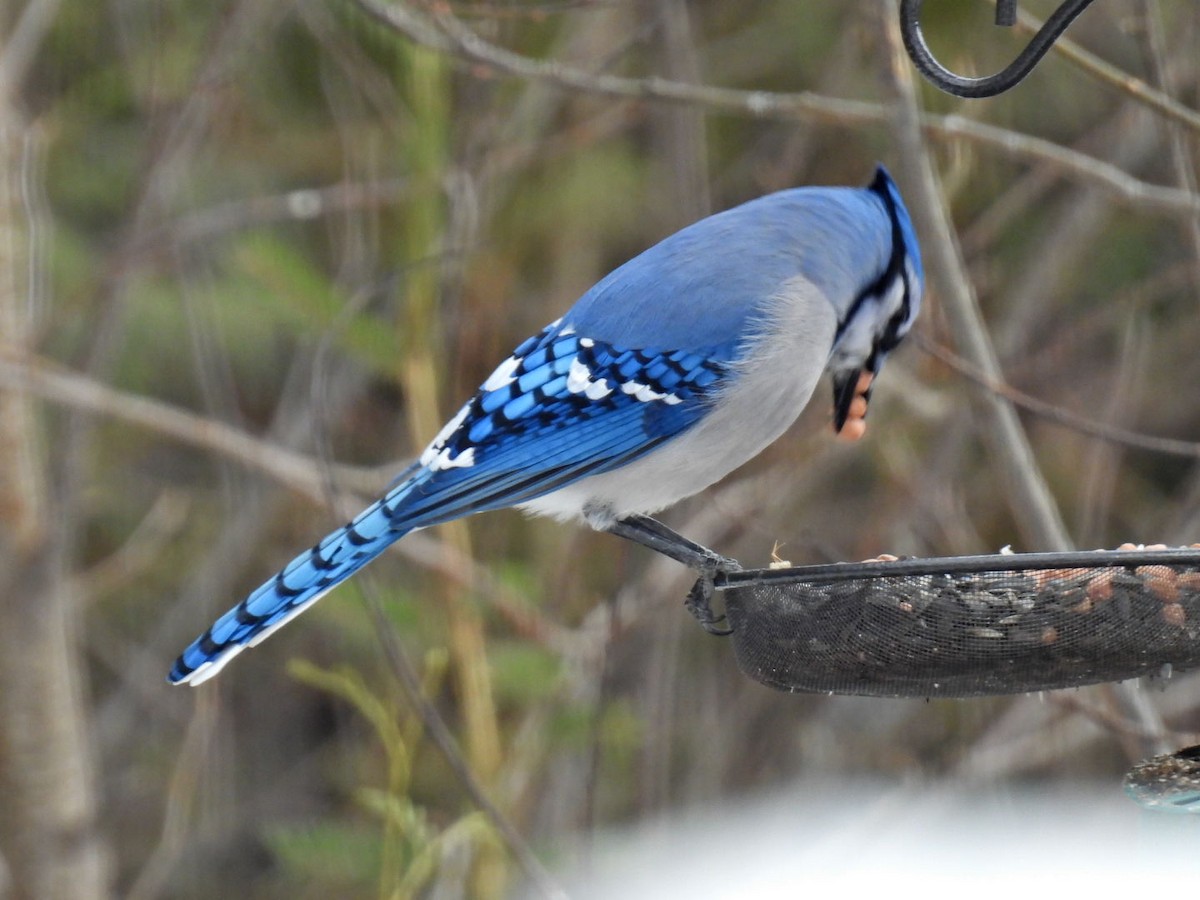 Blue Jay - ML652560304