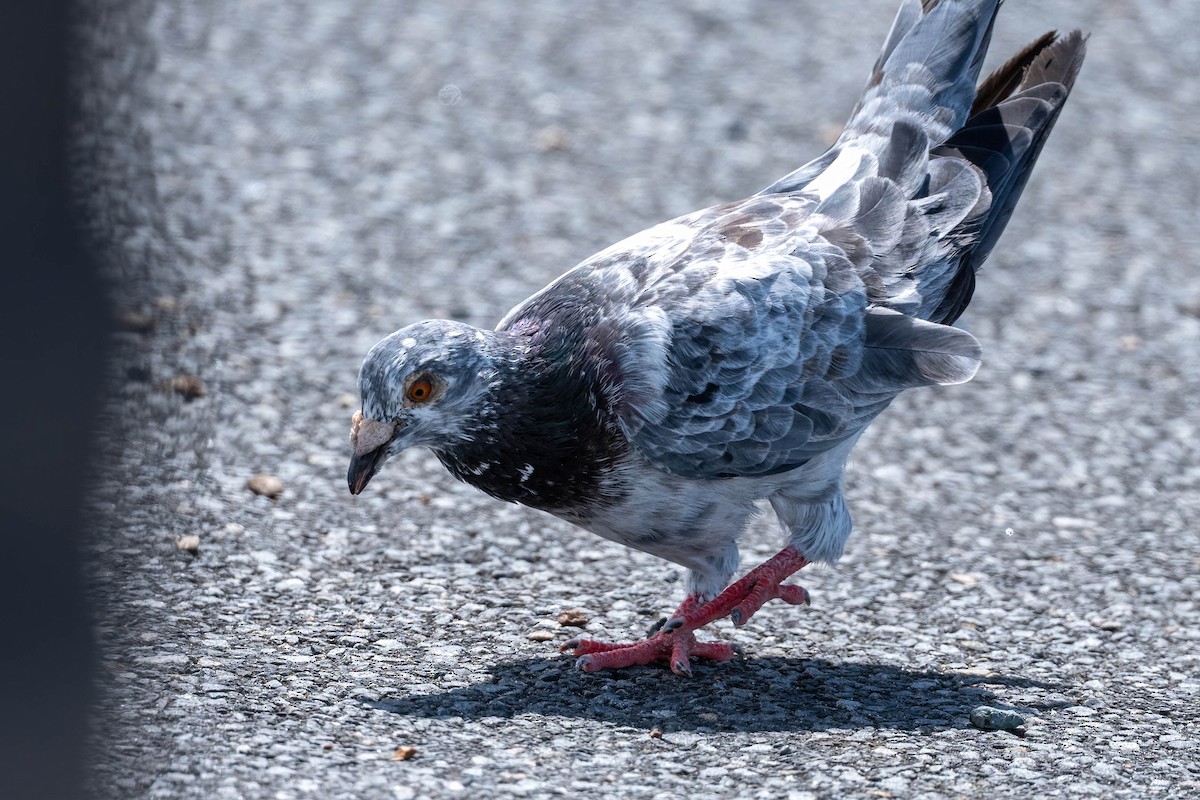 Rock Pigeon (Feral Pigeon) - ML652560317