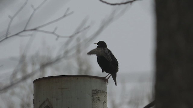 Хар тодол - ML652560319