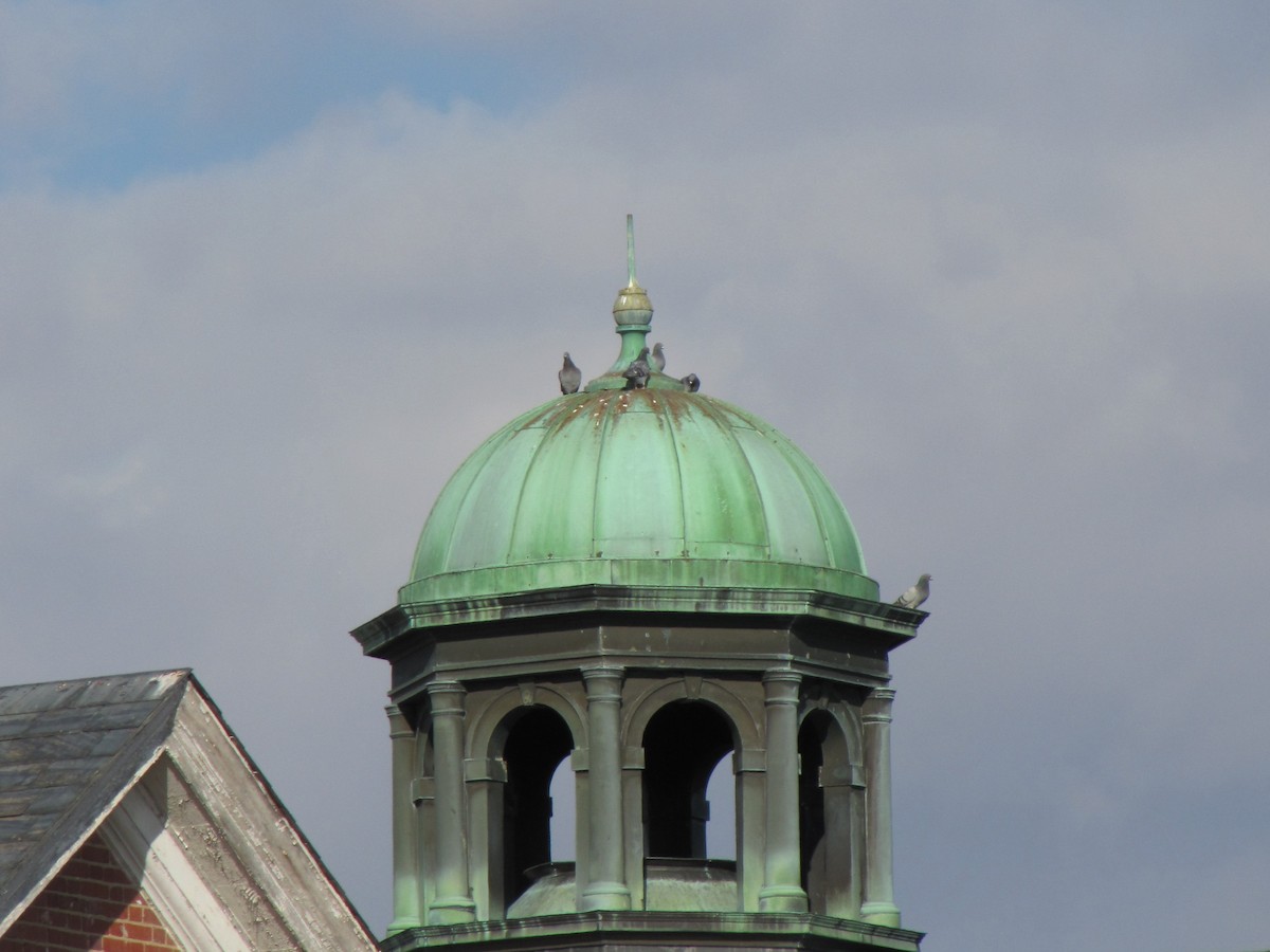 Rock Pigeon (Feral Pigeon) - ML652560861