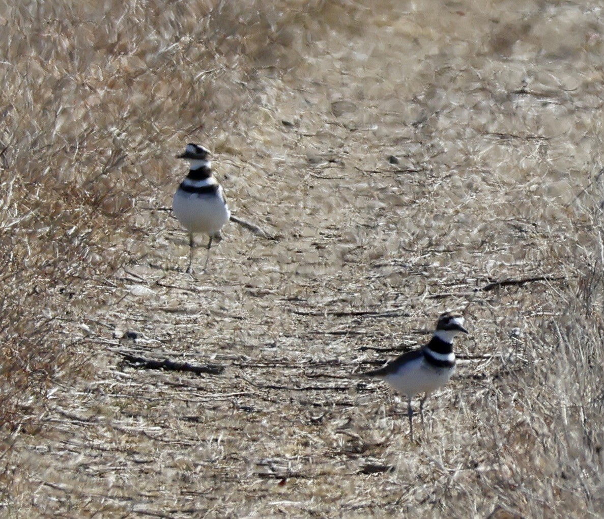 Killdeer - ML652561163