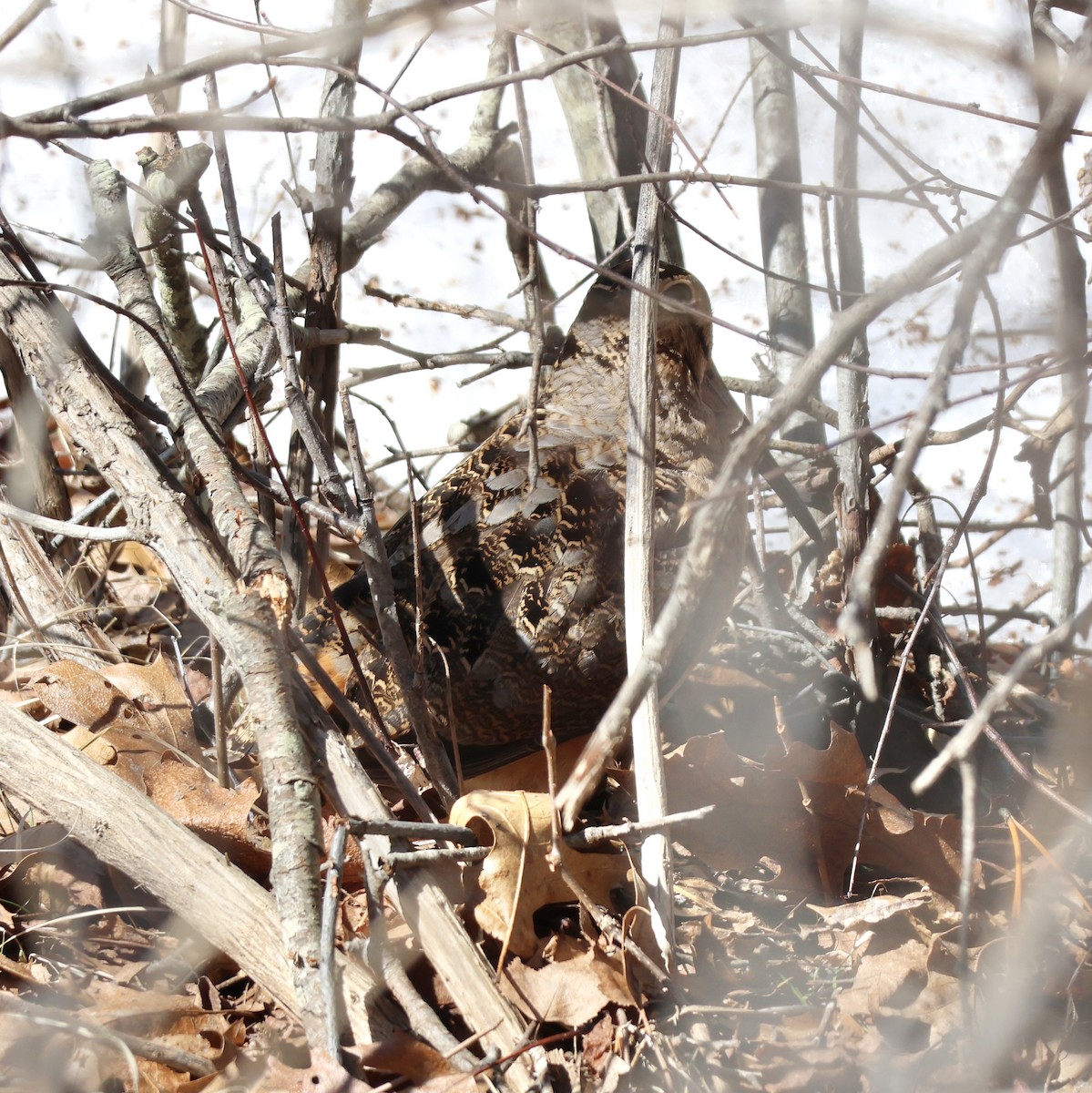 American Woodcock - ML652561169