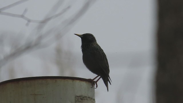 Хар тодол - ML652561283