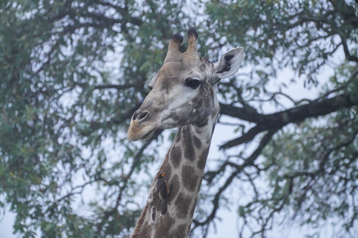 Yellow-billed Oxpecker - ML652561326