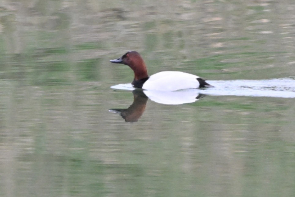 Murgilari bizkarzuria - ML652561711