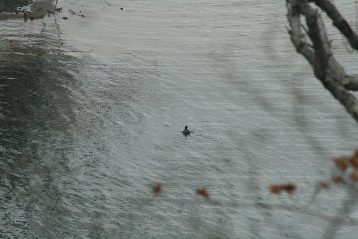 American Coot - ML652561830