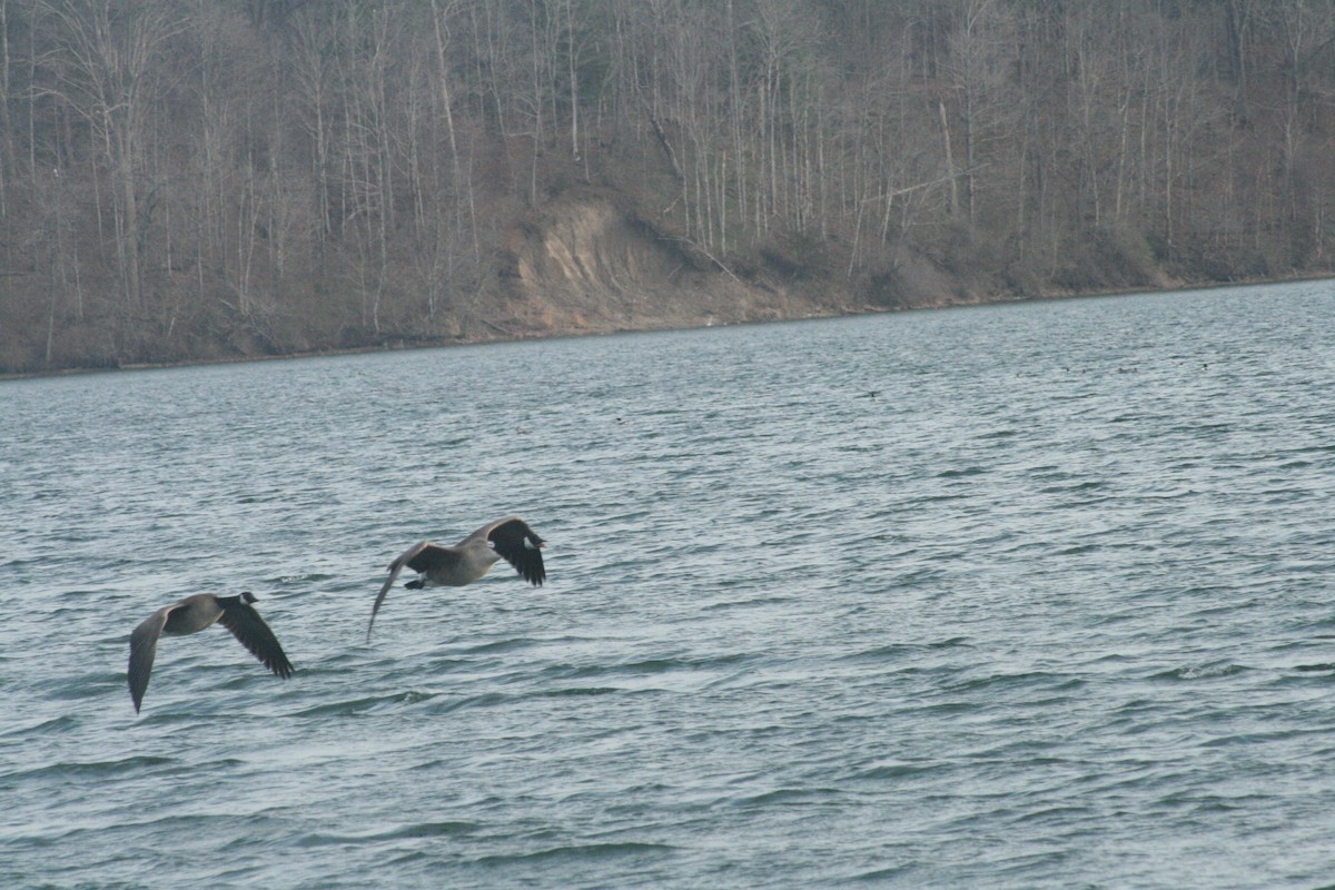 Canada Goose - ML652561845