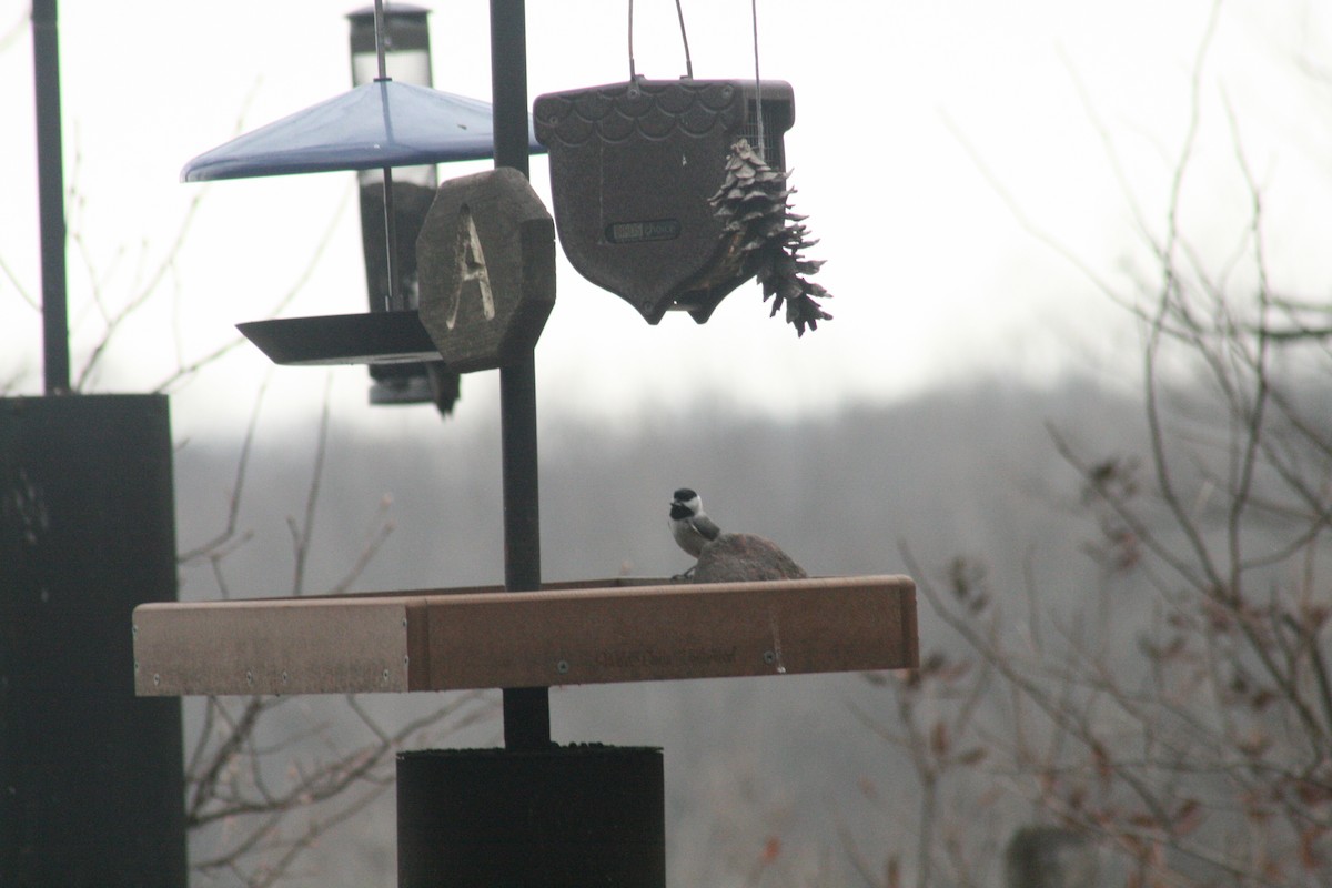 Carolina Chickadee - ML652561849