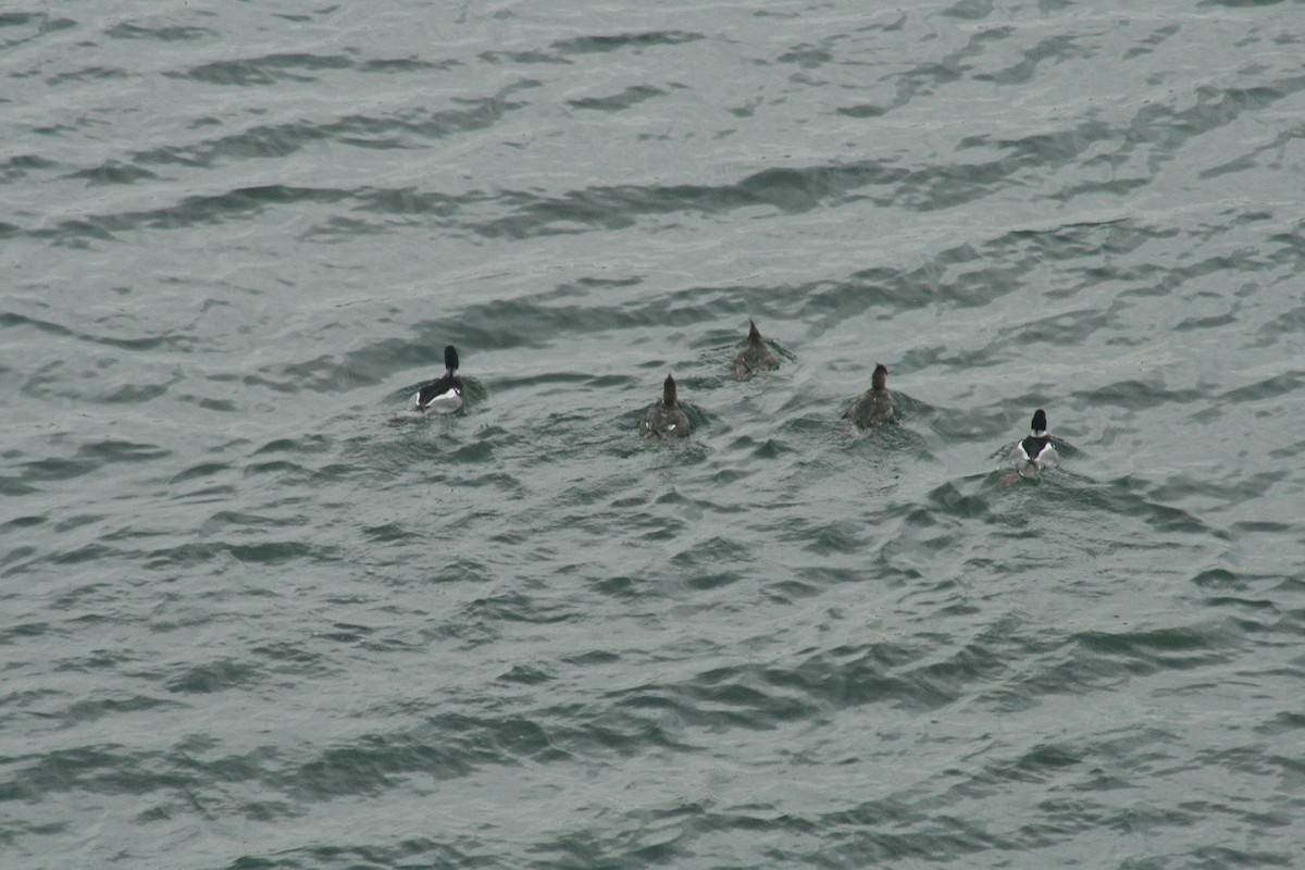 紅胸秋沙 - ML652561865