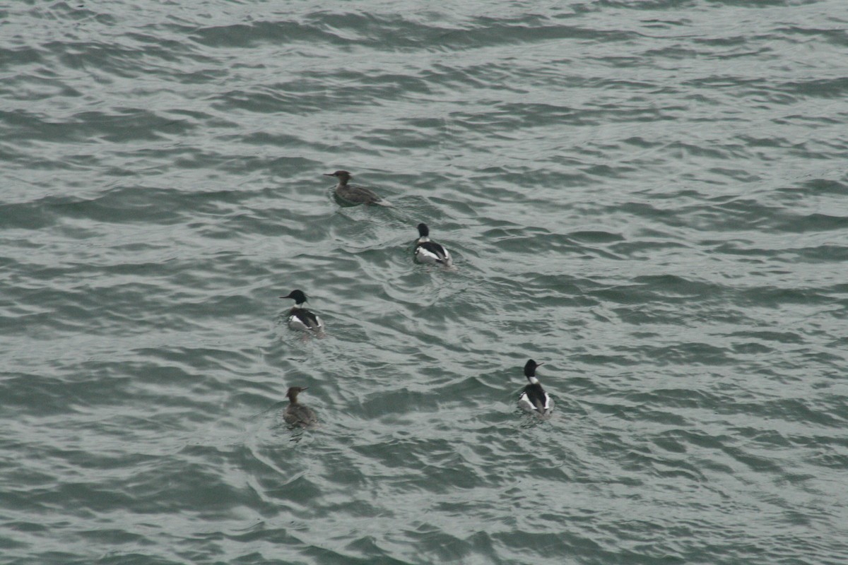 紅胸秋沙 - ML652561866