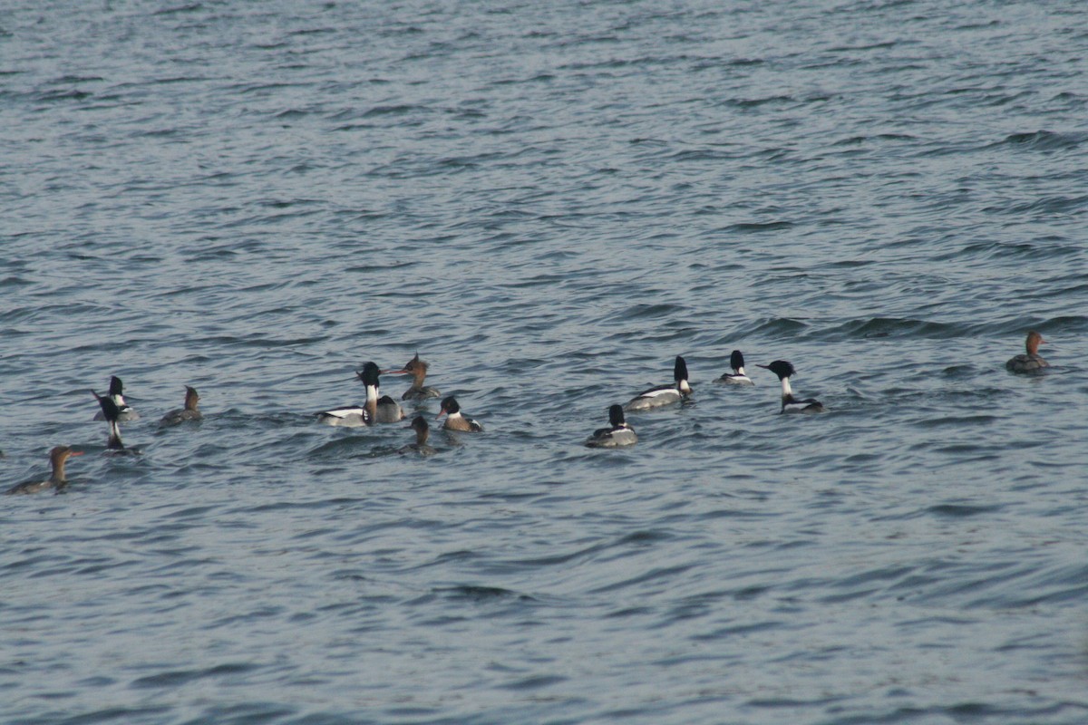 川秋沙 - ML652561867