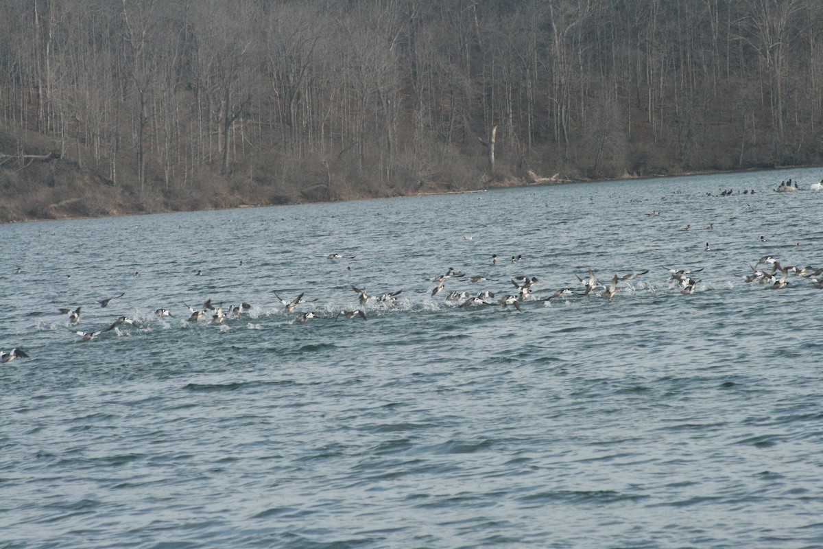 川秋沙 - ML652561868