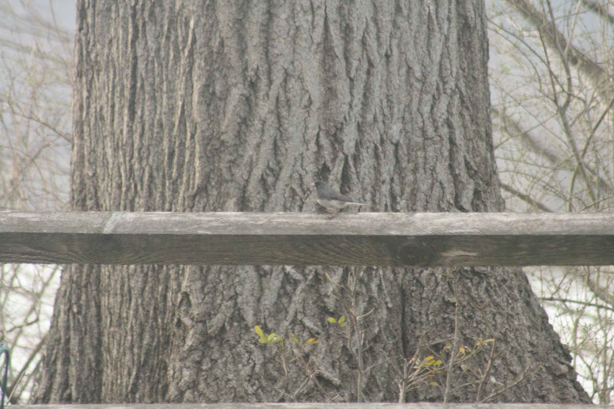 Dark-eyed Junco - ML652561890