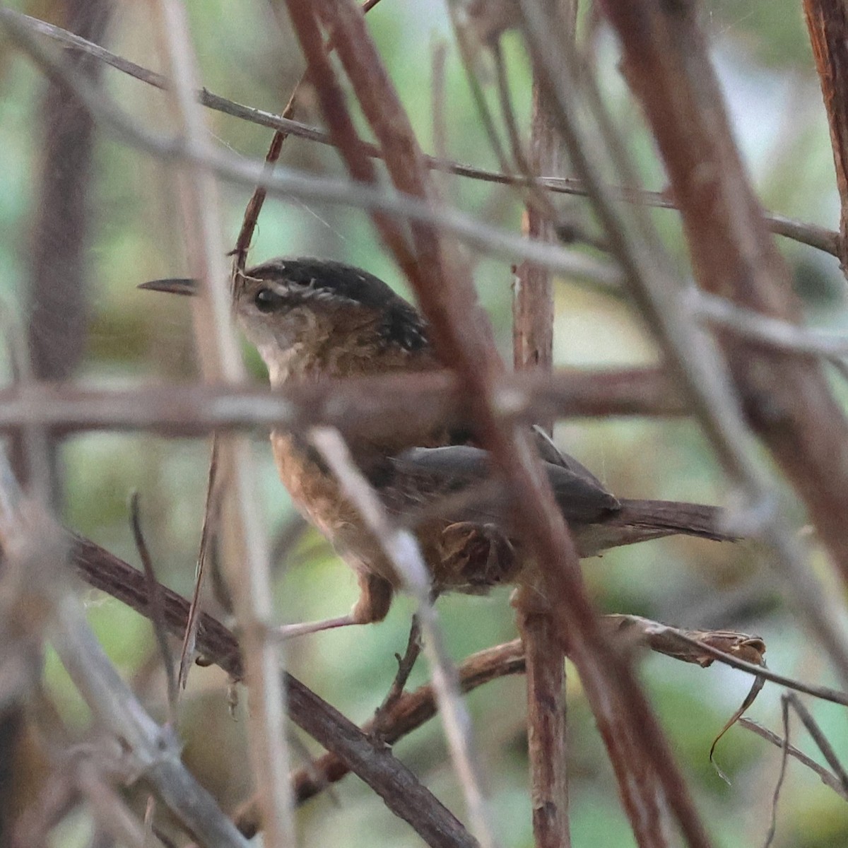 Bataklık Çıtkuşu - ML652561915