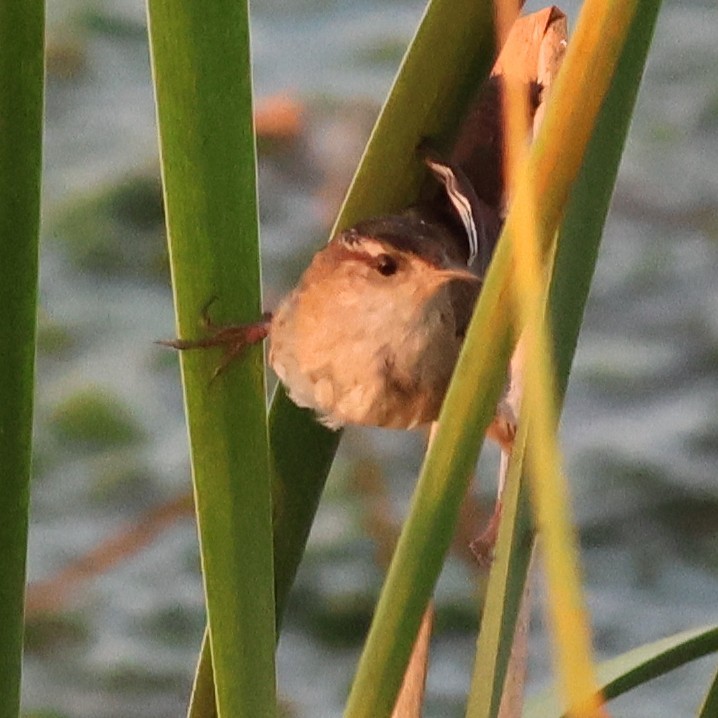 Bataklık Çıtkuşu - ML652561916