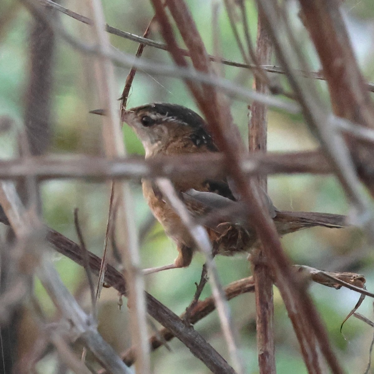 Bataklık Çıtkuşu - ML652561917