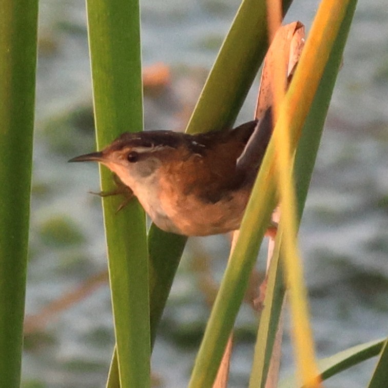 Bataklık Çıtkuşu - ML652561918