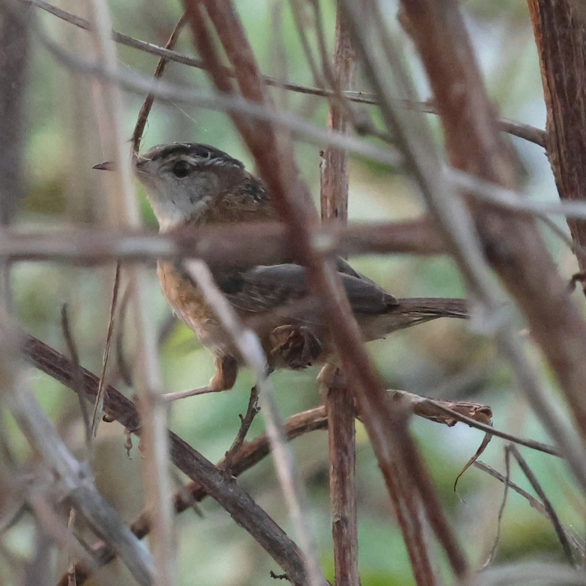 Bataklık Çıtkuşu - ML652561919