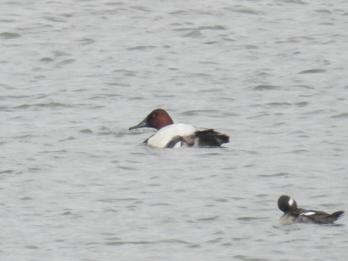 Murgilari bizkarzuria - ML652561944