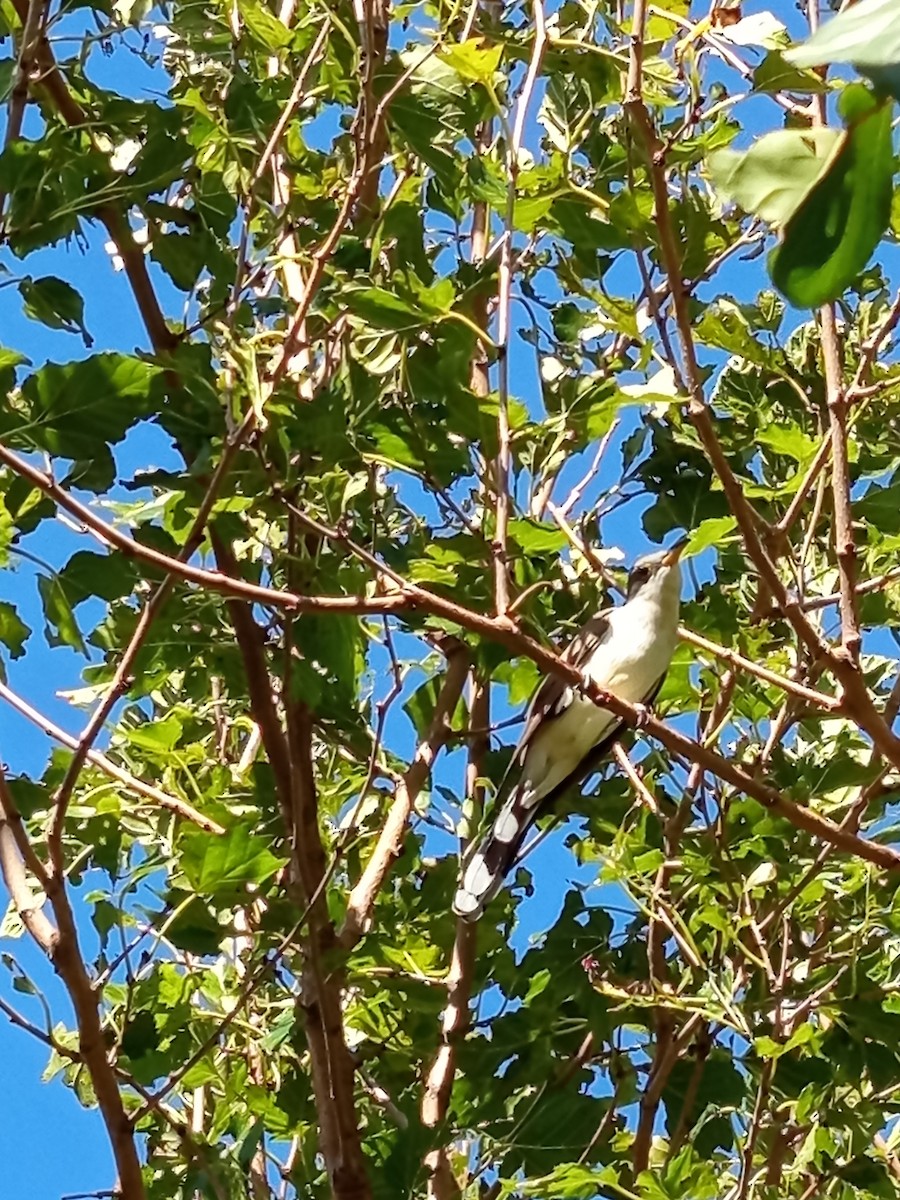 Coulicou à bec jaune - ML652561993