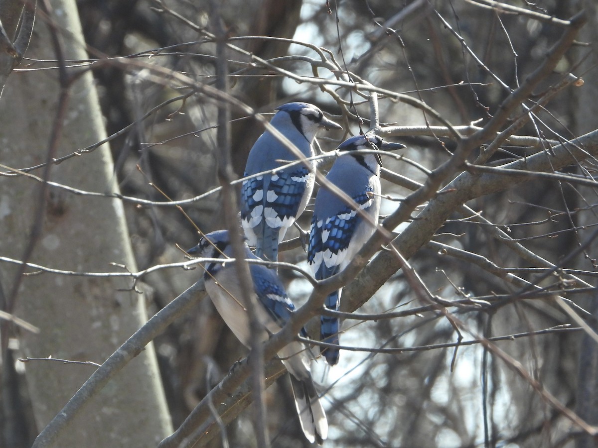 Blue Jay - ML652561995