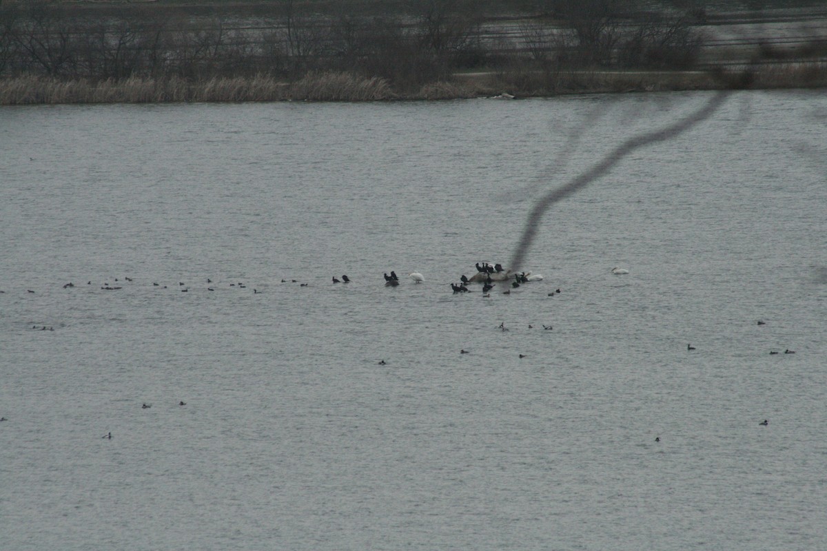 Double-crested Cormorant - ML652562024