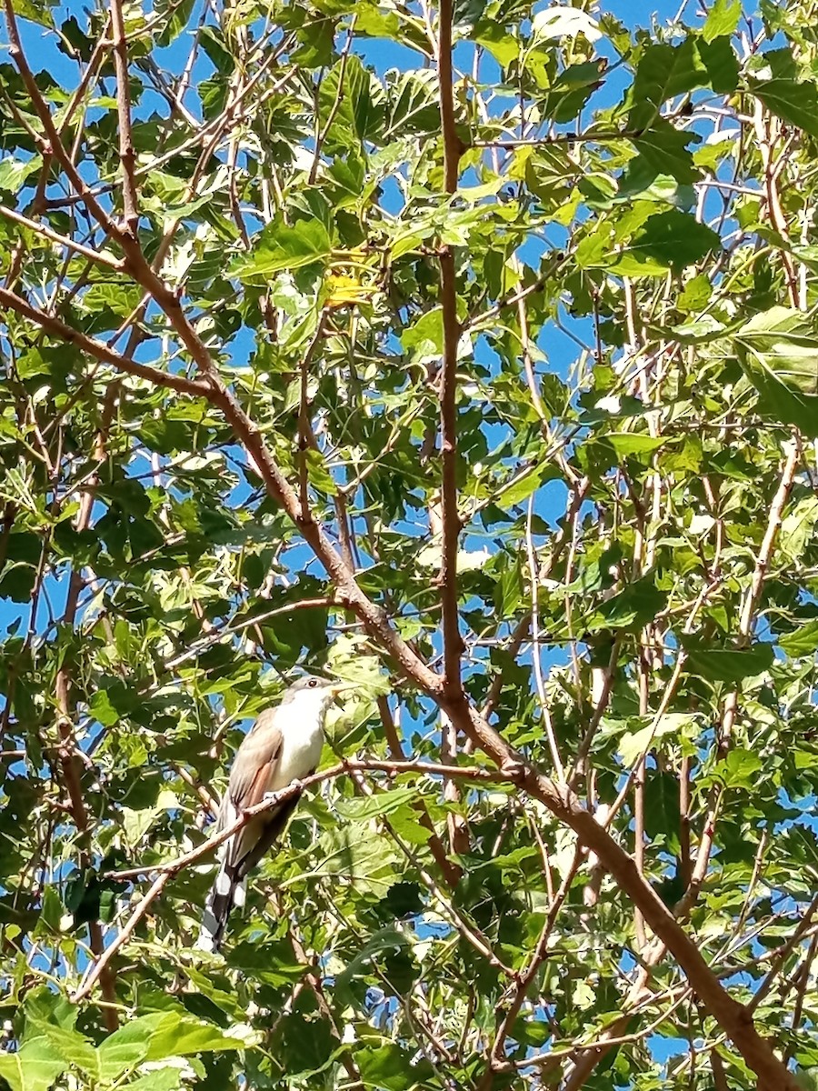 Coulicou à bec jaune - ML652562028