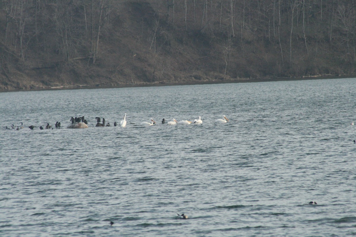 American White Pelican - ML652562050