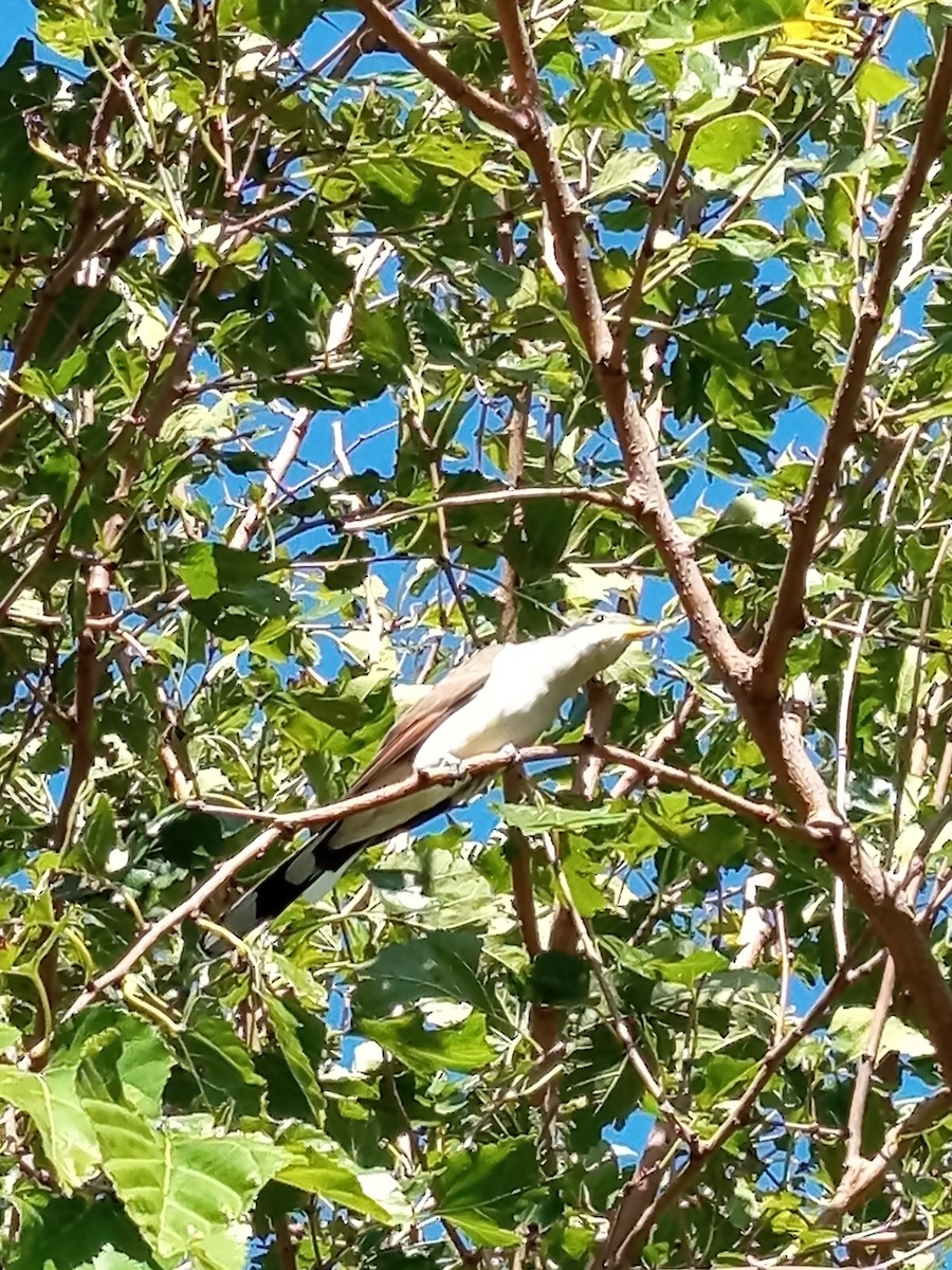 Coulicou à bec jaune - ML652562051